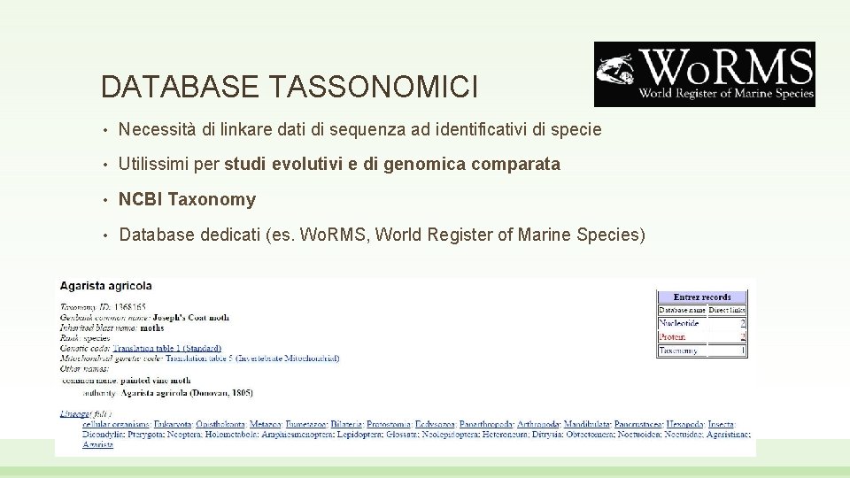 DATABASE TASSONOMICI • Necessità di linkare dati di sequenza ad identificativi di specie •