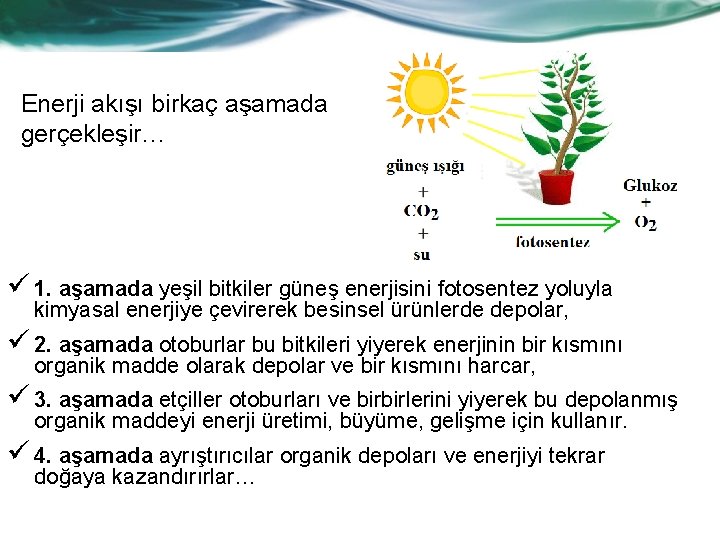 Enerji akışı birkaç aşamada gerçekleşir… ü 1. aşamada yeşil bitkiler güneş enerjisini fotosentez yoluyla