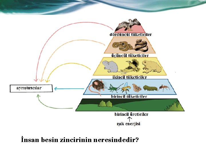 İnsan besin zincirinin neresindedir? 