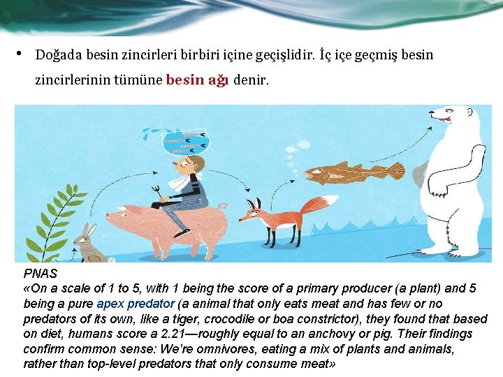  • Doğada besin zincirleri birbiri içine geçişlidir. İç içe geçmiş besin zincirlerinin tümüne