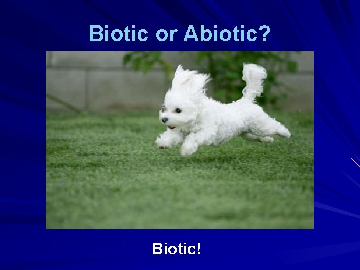 Biotic or Abiotic? Biotic! 