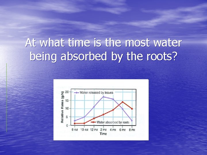 At what time is the most water being absorbed by the roots? 