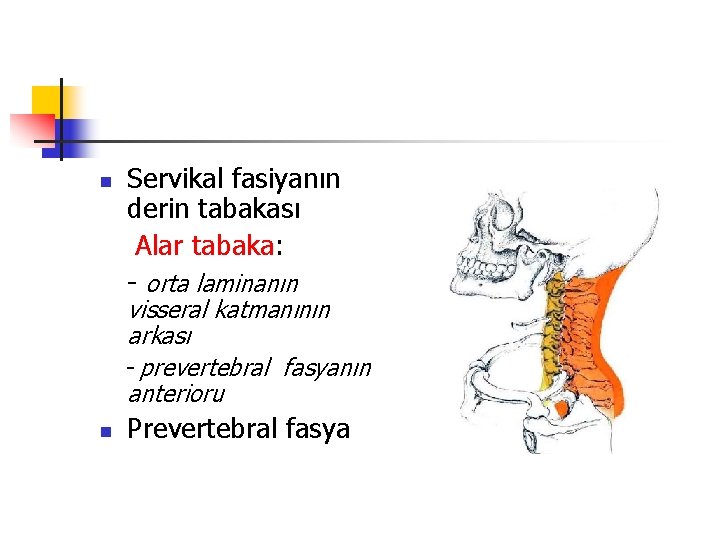 n Servikal fasiyanın derin tabakası Alar tabaka: - orta laminanın visseral katmanının arkası -