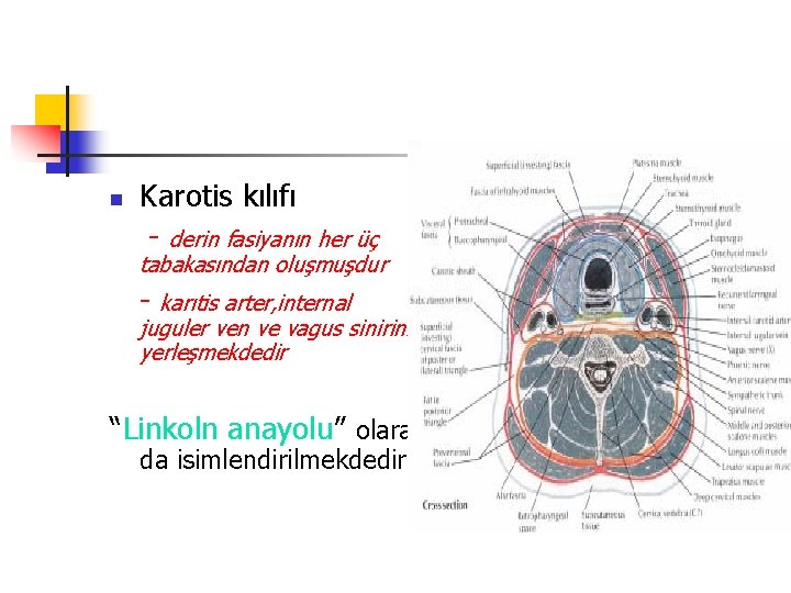 n Karotis kılıfı - derin fasiyanın her üç tabakasından oluşmuşdur - karıtis arter, internal