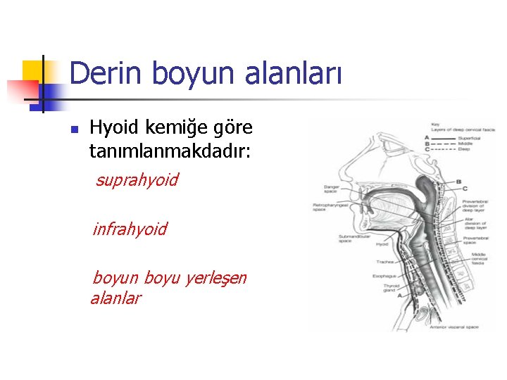 Derin boyun alanları n Hyoid kemiğe göre tanımlanmakdadır: suprahyoid infrahyoid boyun boyu yerleşen alanlar