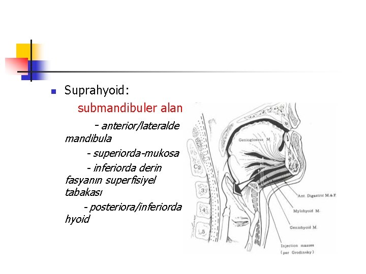 n Suprahyoid: submandibuler alan - anterior/lateralde mandibula - superiorda-mukosa - inferiorda derin fasyanın superfisiyel