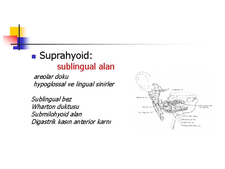 n Suprahyoid: sublingual alan areolar doku hypoglossal ve lingual sinirler Sublingual bez Wharton duktusu