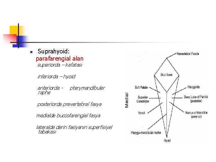 n Suprahyoid: parafarengial alan superiorda – kafatası inferiorda – hyoid anteriorda raphe pterymandibuler posteriorda