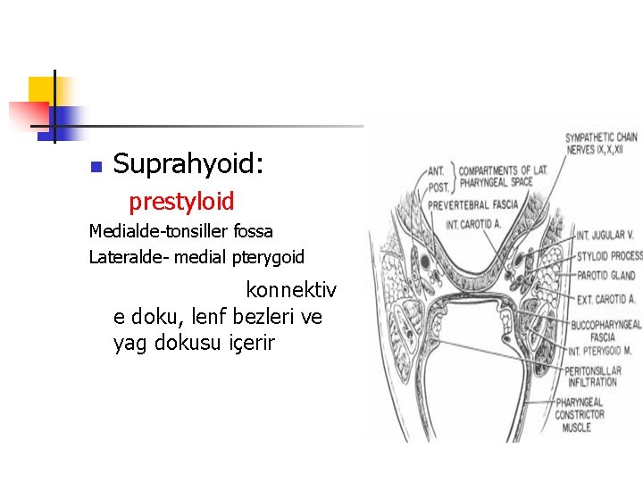 n Suprahyoid: prestyloid Medialde-tonsiller fossa Lateralde- medial pterygoid konnektiv e doku, lenf bezleri ve