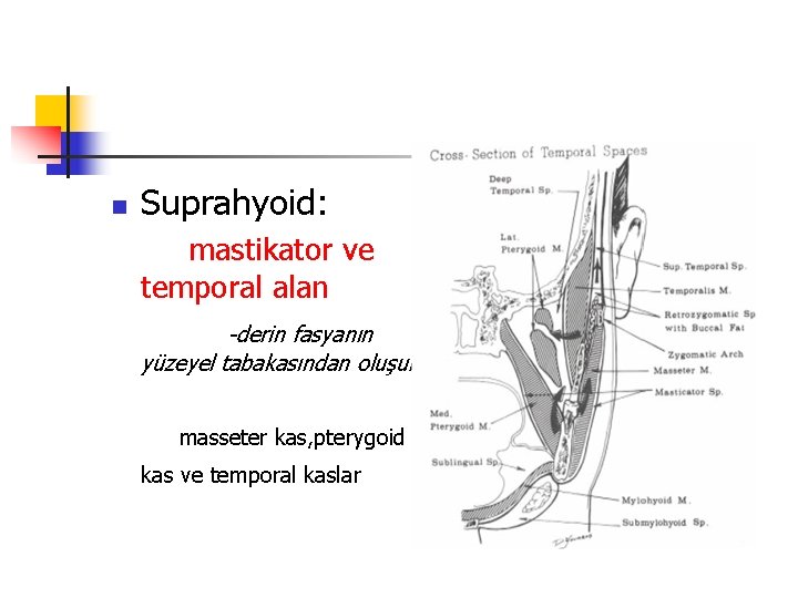 n Suprahyoid: mastikator ve temporal alan -derin fasyanın yüzeyel tabakasından oluşur masseter kas, pterygoid