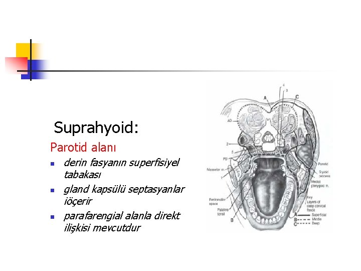 Suprahyoid: Parotid alanı n n n derin fasyanın superfisiyel tabakası gland kapsülü septasyanlar iöçerir