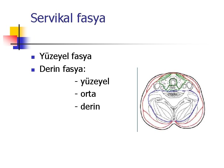 Servikal fasya n n Yüzeyel fasya Derin fasya: - yüzeyel - orta - derin