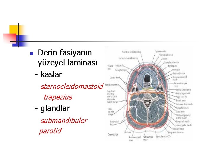 n Derin fasiyanın yüzeyel laminası - kaslar sternocleidomastoid trapezius - glandlar submandibuler parotid 