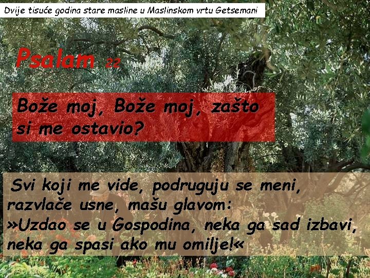 Dvije tisuće godina stare masline u Maslinskom vrtu Getsemani Psalam 22 Bože moj, zašto