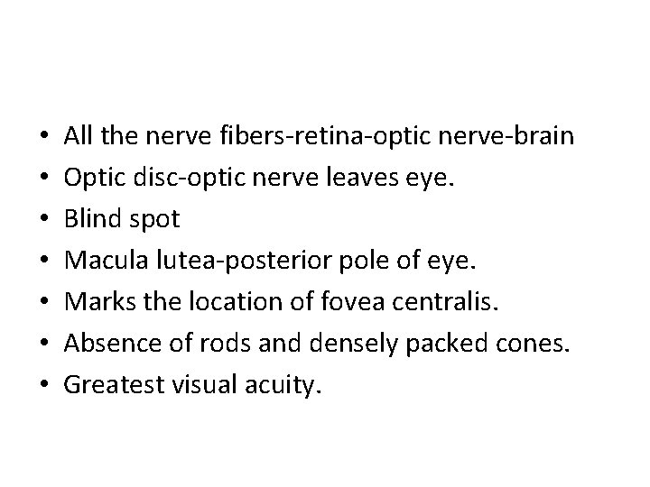  • • All the nerve fibers-retina-optic nerve-brain Optic disc-optic nerve leaves eye. Blind