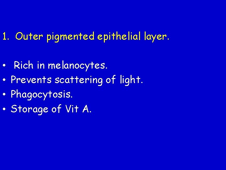 1. Outer pigmented epithelial layer. • • Rich in melanocytes. Prevents scattering of light.