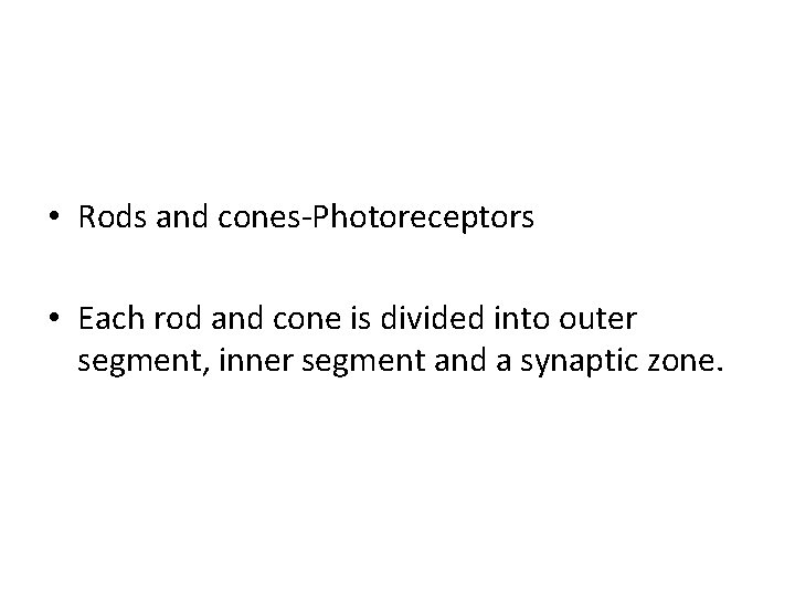  • Rods and cones-Photoreceptors • Each rod and cone is divided into outer