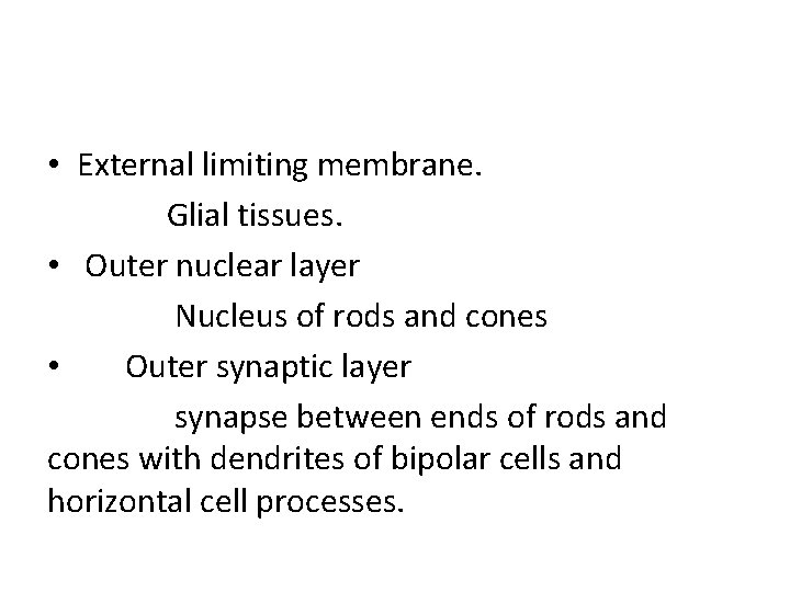  • External limiting membrane. Glial tissues. • Outer nuclear layer Nucleus of rods