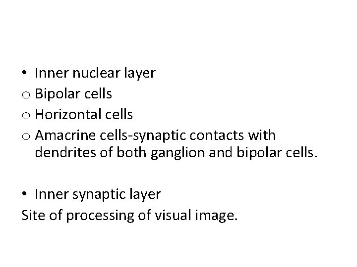  • Inner nuclear layer o Bipolar cells o Horizontal cells o Amacrine cells-synaptic
