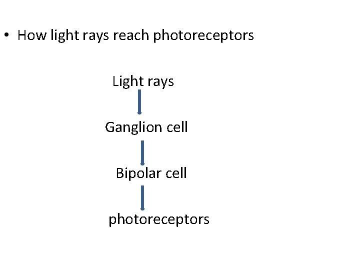 • How light rays reach photoreceptors Light rays Ganglion cell Bipolar cell photoreceptors