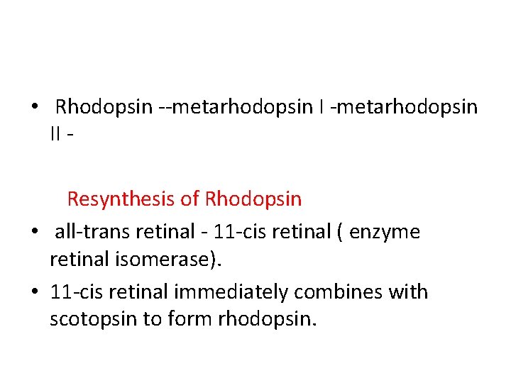  • Rhodopsin --metarhodopsin II Resynthesis of Rhodopsin • all-trans retinal - 11 -cis