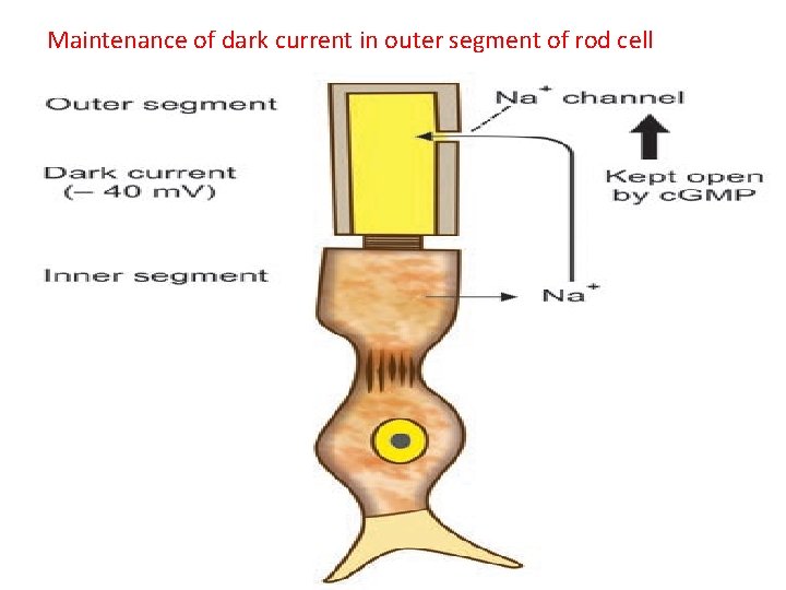 Maintenance of dark current in outer segment of rod cell 