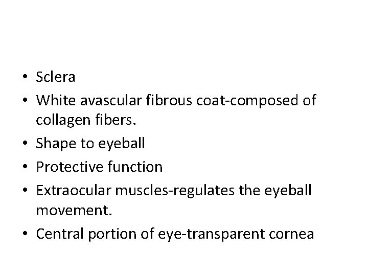  • Sclera • White avascular fibrous coat-composed of collagen fibers. • Shape to