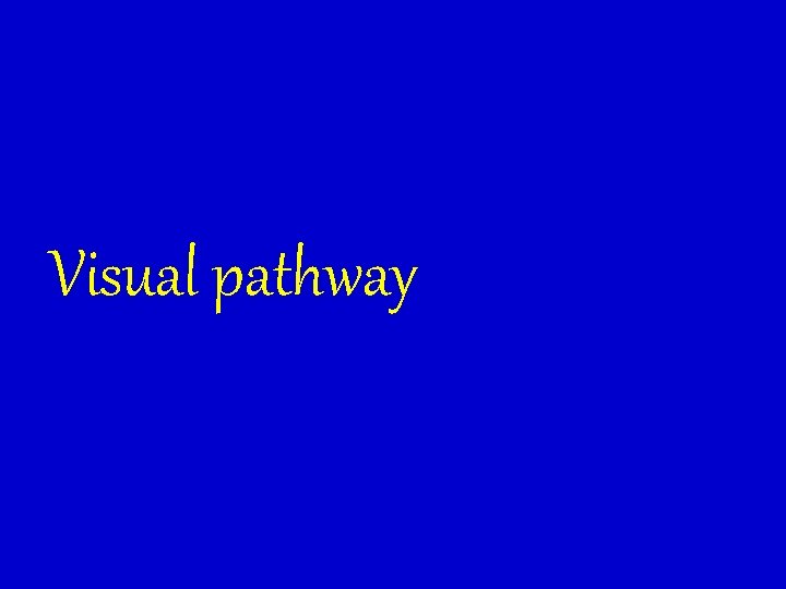 Visual pathway 