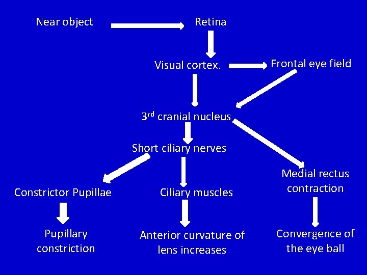 Near object Retina Visual cortex. Frontal eye field 3 rd cranial nucleus Short ciliary