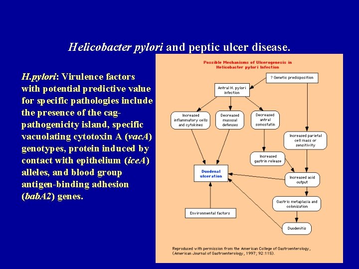 Helicobacter pylori and peptic ulcer disease. H. pylori: Virulence factors with potential predictive value