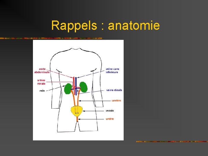 Rappels : anatomie 