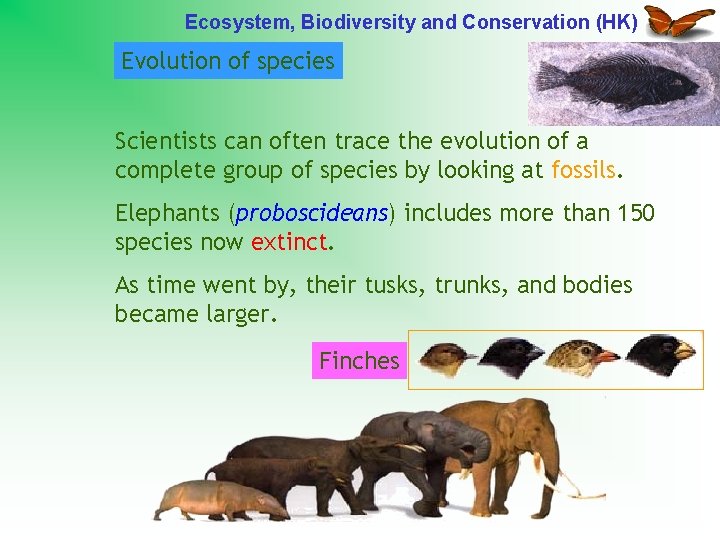 Ecosystem, Biodiversity and Conservation (HK) Evolution of species Scientists can often trace the evolution