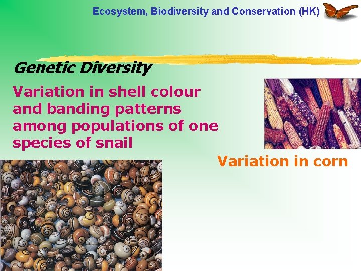 Ecosystem, Biodiversity and Conservation (HK) Genetic Diversity Variation in shell colour and banding patterns