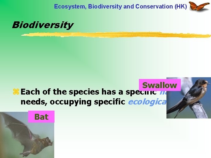 Ecosystem, Biodiversity and Conservation (HK) Biodiversity Swallow z Each of the species has a