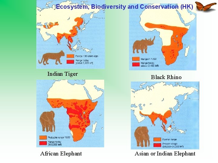 Ecosystem, Biodiversity and Conservation (HK) Indian Tiger African Elephant Black Rhino Asian or Indian