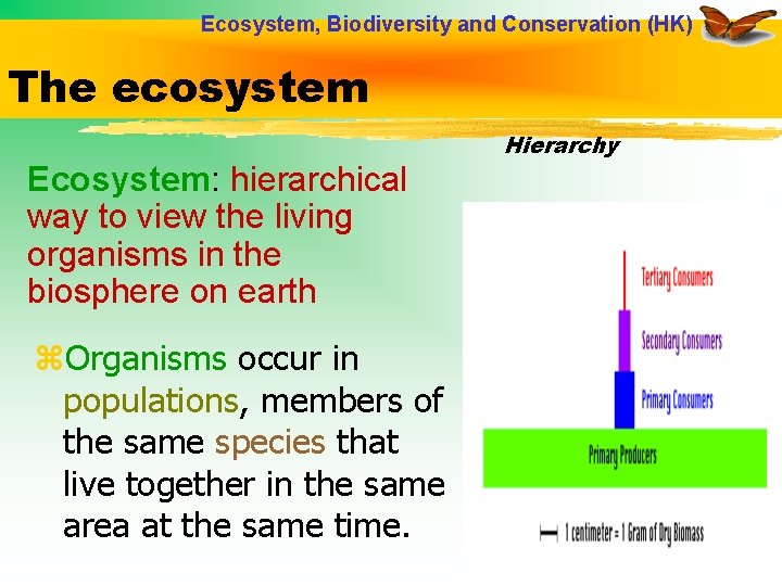 Ecosystem, Biodiversity and Conservation (HK) The ecosystem Ecosystem: hierarchical way to view the living