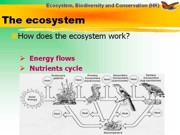 Ecosystem, Biodiversity and Conservation (HK) The ecosystem z. How does the ecosystem work? Ø