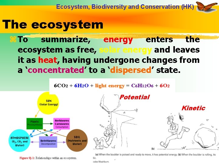 Ecosystem, Biodiversity and Conservation (HK) The ecosystem z To summarize, energy enters the ecosystem