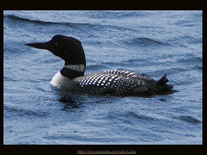 http: //en. wikipedia. org/wiki/Loon 