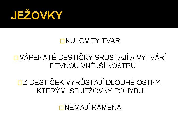 JEŽOVKY � KULOVITÝ TVAR � VÁPENATÉ DESTIČKY SRŮSTAJÍ A VYTVÁŘÍ PEVNOU VNĚJŠÍ KOSTRU �Z