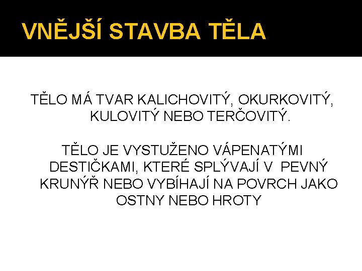 VNĚJŠÍ STAVBA TĚLO MÁ TVAR KALICHOVITÝ, OKURKOVITÝ, KULOVITÝ NEBO TERČOVITÝ. TĚLO JE VYSTUŽENO VÁPENATÝMI