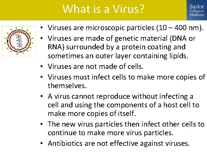 What is a Virus? • Viruses are microscopic particles (10 – 400 nm). •