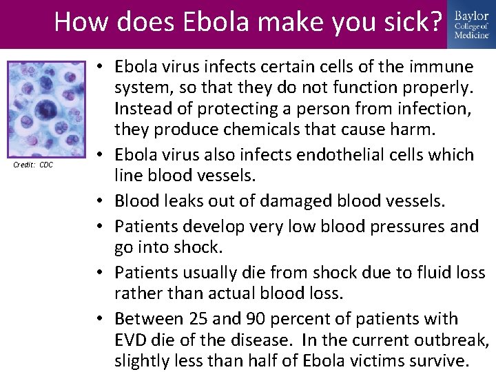 How does Ebola make you sick? Credit: CDC • Ebola virus infects certain cells