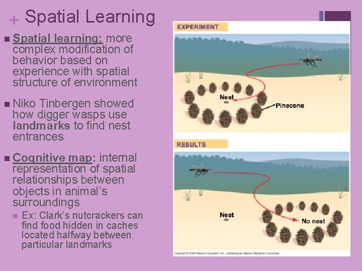 + Spatial Learning n Spatial learning: more complex modification of behavior based on experience