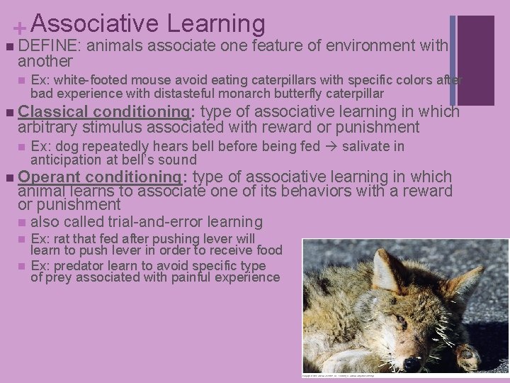 + Associative Learning n DEFINE: another n animals associate one feature of environment with