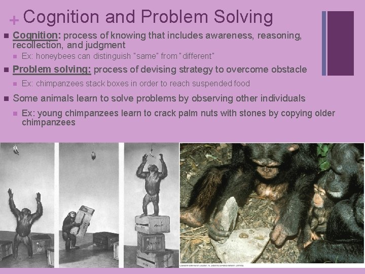 + Cognition and Problem Solving n Cognition: process of knowing that includes awareness, reasoning,