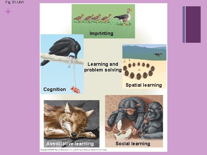 Fig. 51 -UN 1 + Imprinting Learning and problem solving Cognition Associative learning Spatial