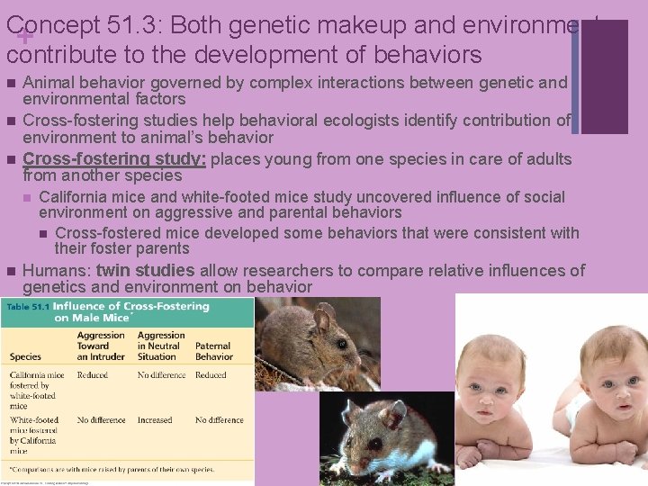 Concept 51. 3: Both genetic makeup and environment + contribute to the development of