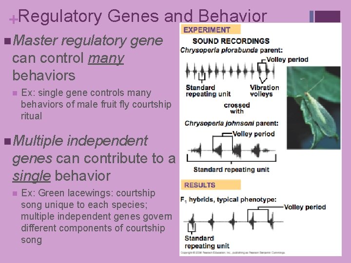 +Regulatory Genes and Behavior n Master regulatory gene can control many behaviors n Ex: