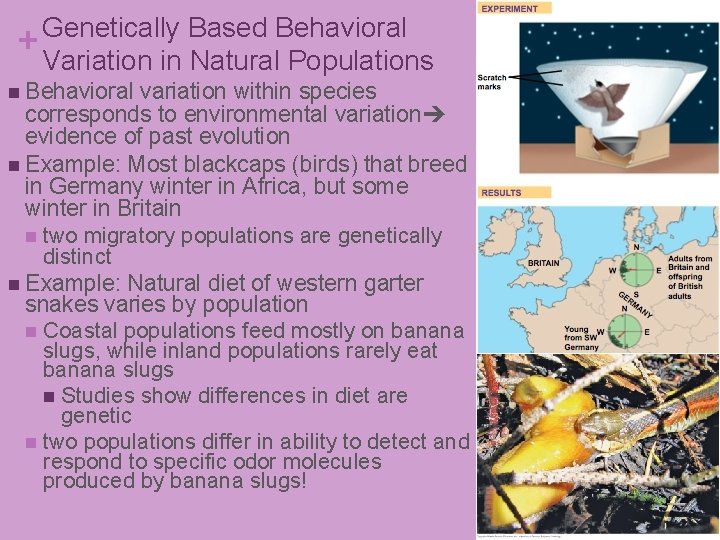 Genetically Based Behavioral + Variation in Natural Populations n Behavioral variation within species corresponds